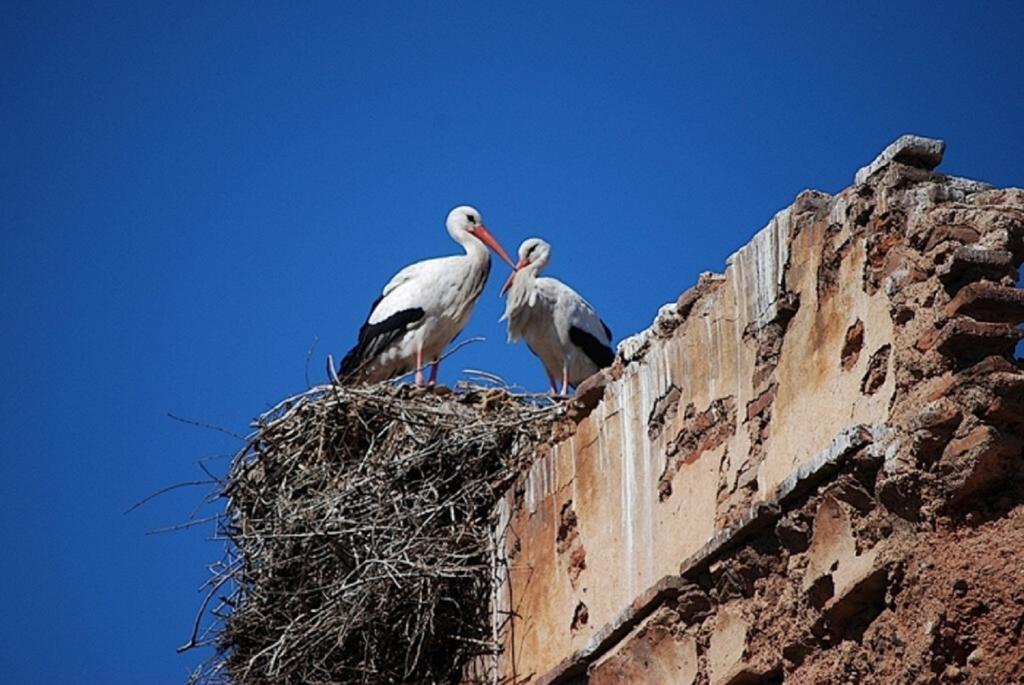 ホテル リヤド ビョウニャ マラケシュ エクステリア 写真